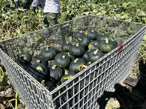 竹内農場の幕別産野菜4点セット