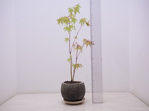 ミニ盆栽【紅葉🍁ヤマモミジ×白黒縞陶器】高さ40cm×横13cm【冬ギフト】