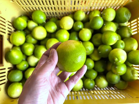 【お買得】香りが良いタヒチライム4kg★防腐剤・ワックス不使用、農薬節減★無選別お徳用