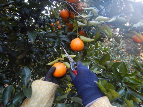 【甘いけど傷もの。訳あって家庭用】びわ屋のポンカン（千々ポンカン）5㎏でお届け