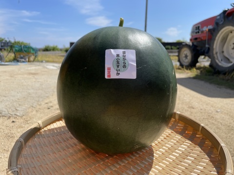 農薬・化学肥料栽培中不使用！黒小玉スイカ（固定種）