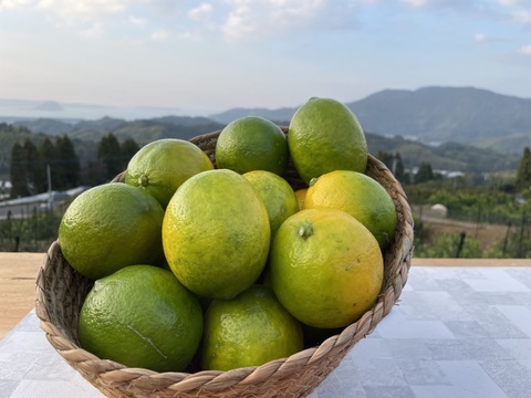 【９月注文限定】お試し特価！グリーンマイヤーレモン、1.5キロサイズ