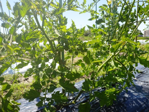 〘【自然栽培初物！！秋の野菜セット鶴首かぼちゃ・さつまいも・ニンニク・唐辛子】〙5500円固定種 在来種 ！!おまかせ野菜セット無肥料 農薬不使用 80サイズ【5キロ前後】　内容は時期により異なります