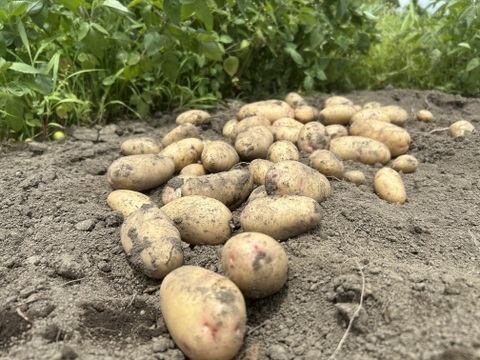 生食できるじゃがいも【はるか】4.5kg