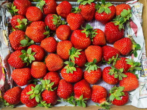 ※期間限定※【業務用】夏秋いちご［大サイズ]内容量12kg