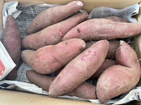 【訳あり品！】ふくむらさき.サツマイモ　茨城県産　5kg M〜2L 土付き