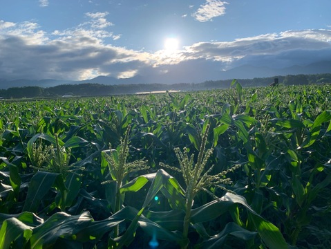【2025年初登場】大槻農園の厳選“特別2Lサイズとうもろこし”｜9〜12本入り