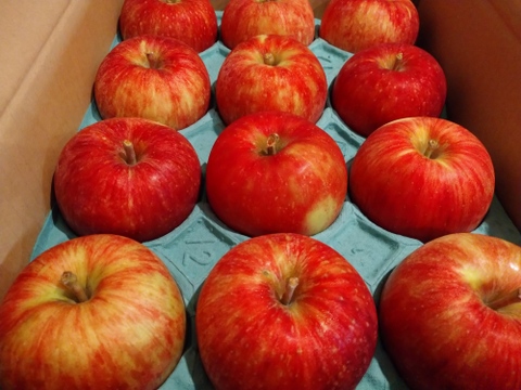 早生りんごの定番のりんご！つがる（9個から12個）収穫後すぐに発送！