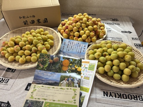 特別栽培】和歌山県産 姫南高梅Mサイズ(梅干し用)5kg：和歌山県産の姫