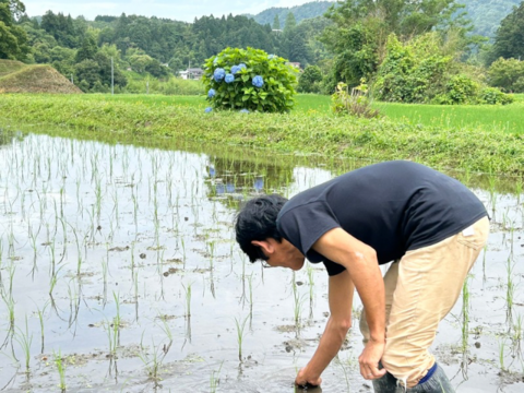 奥出雲産自然栽培玄米餅(220g前後×2袋)