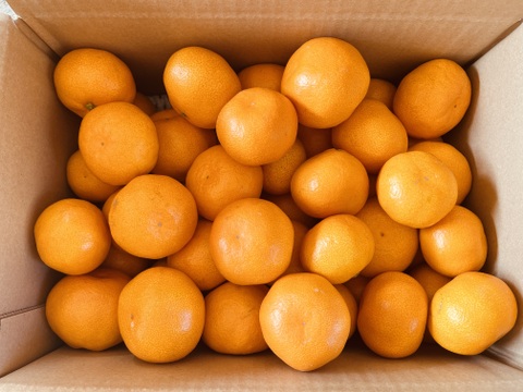 【贈答用】濃厚 真穴（まあな）産 早生みかん  サイズ混合 2S～Lサイズ 5kg  数量限定（サイズ指定不可）
