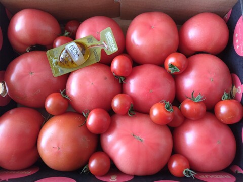 予約1月下旬から順次発送【特別栽培農産物の取得】　＼訳あり／受賞歴３回！ソムリエトマト2kg前後（8～16玉) ①のオマケ❗️ソムリエミニトマト　プラチナ