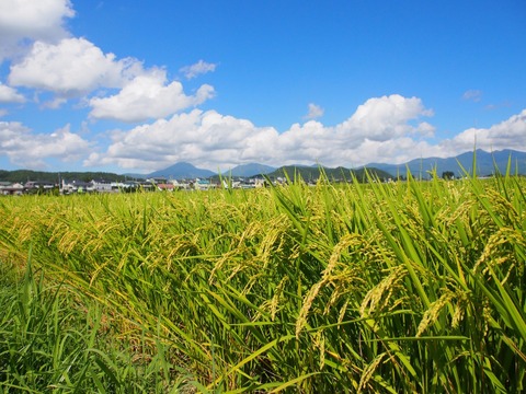 【令和6年新米】数量限定！！冷めても美味しいお米　特別栽培米 五百川　約9kg