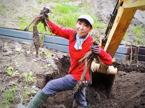 【雪下冬越し】京都美山産 ごぼう 太&細MIX　1kg