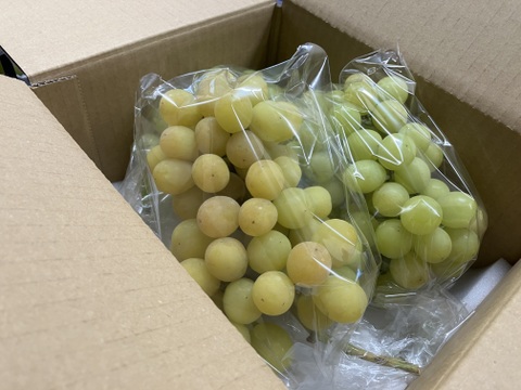 再販2025年食べチョクAWARD新人賞受賞記念【500円値引】山梨シャイン
