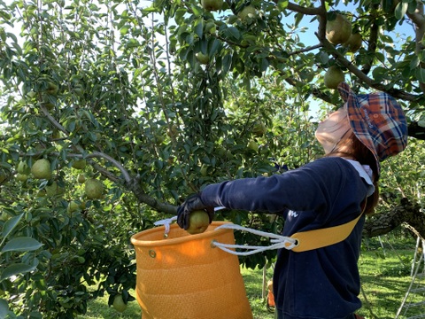 【冬ギフト】山形特選ラフランス【3キロ2L10玉】