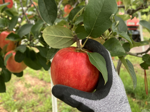 収穫始まります📣サンつがる🍎5kg 青森で愛される甘い夏りんご🌞果汁たっぷり・みずみずしい味わい✨キズなし良品✨特別栽培認証取得・化学肥料不使用・低農薬🍃贈答用・ギフトにもおすすめ🎁