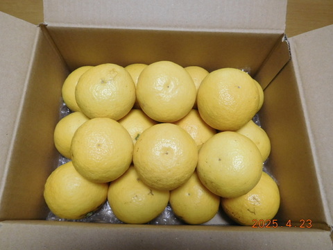 🍊　初夏の爽やかな味わい！『伊豆特産ﾆｭｰｻﾏｰｵﾚﾝｼﾞ』　　　　☆新企画/Sｻｲｽﾞ・おてごろ少量プラン                  
    ご家庭・ご贈答に！　　/　約 2.0㎏