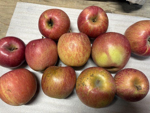 【サンふじをたっぷり食べたい方に！】家庭用　ジューシーな甘みと酸味のバランスがクセになる！関農園の『サンふじ』5kg（12～20玉）サビ／変形／色ムラ／ツル割れ／小傷／微小な鳥虫害／枝ズレなど