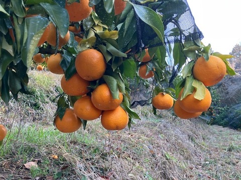 春告げ採り！春見７㎏！（家庭用）