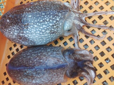 🦑生出荷コウイカ 2kg（約3-4杯）🌊定置網スミイカ✨刺身・寿司ネタに！日時指定不可📦🍣 寿司ネタ・刺し身・イカ焼きに最適！🚫 日時指定不可｜キロ数バリエーション有📏🌊 墨イカ朝獲れ