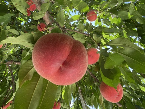 【なつっこ】 高糖度で硬めの桃✨朝採りその日に発送します