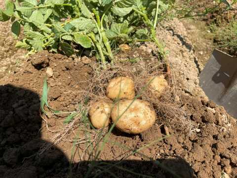 肥料・農薬不使用の自然12年の　男爵　10ｋｇ