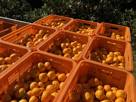 【旬は一瞬】福まどんな + 福みかん 各2kg《ご家庭用》｜サイズ混合｜愛媛・西宇和産｜こたつで食べたい！みかん・まどんなセット