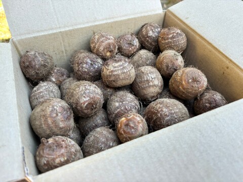 （M）独特のぬめりとねばり！！さといもMサイズ（３Ｋｇ）