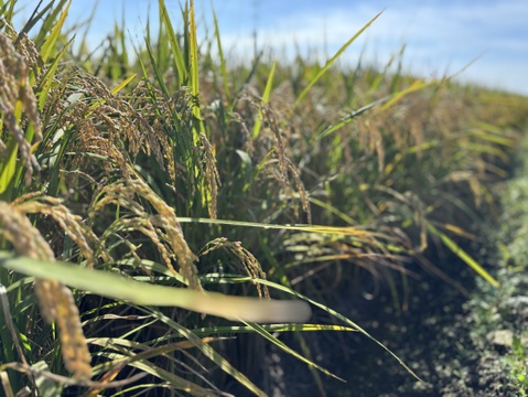 特別栽培  お米「ほしじるし」 令和7年産 25kg