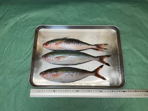 【沖縄の県魚】グルクン/タカサゴ/大型/1匹200~400g/1kgセット【冷凍】