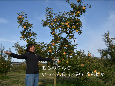 甘くてジューシーりんご　訳あり３kg
