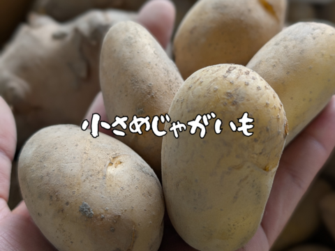 熊本県八代産　訳あり新じゃが　メークイン　10Kg
