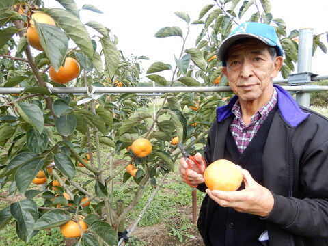 規格外の美味しさ、貴方の心を虜にする人気の柿「太秋」９個から１２個入１箱３．５㎏以上
　 ３年連続（令和５、６、７年）茨城県知事賞を受賞