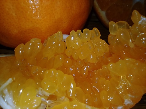 プチプチとろり！福岡県産『はるみ』　4.5kg