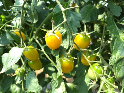 おまかせ よこすか 夏の野菜セット（7〜8品目）