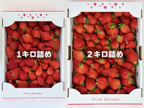 【バラ詰め】完熟あまおう２kg ジャムなどの加工用