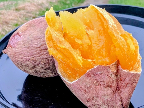 発送中🍠もはやスイーツ！ねっとり甘い安納芋Mサイズ10KG 焼き芋にピッタリ！五島の海水を使って育てました！農薬/化学肥料不使用 サツマイモ/さつまいも