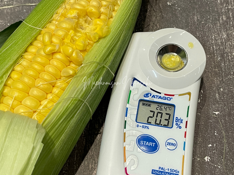 特上・高糖度スイーツコーン５kg　島原湧水育ち　甘いとうもろこし