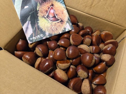 【秋の味覚　新鮮生栗】大人気　ぽろたん3L(1kg)