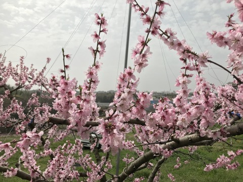 希少！ふゆももがたり（贈答約1.3キロ）5〜6玉