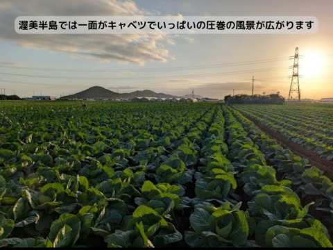 やわらかい食感が最高！朝採れ春キャベツ【４玉もしくは５玉】