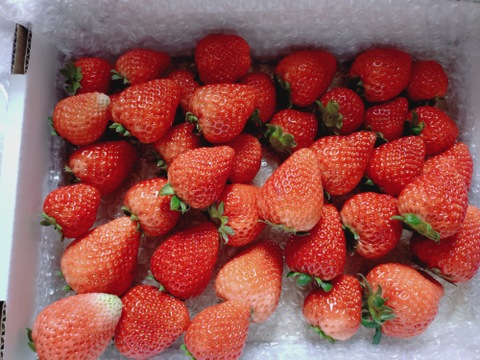 【お祝いセール】
ばら詰めいちごBOX！