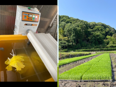 【令和７年新米】岡山県産 にじのきらめき玄米10kgホタル舞う田んぼで育てました。キラつや、ふっくらモチモチ食感で冷めても美味しいご飯になります、白米も可能です。