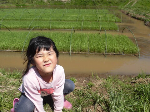 アイガモ稲作　いのちの壱　農薬化学肥料不使用　玄米2㎏