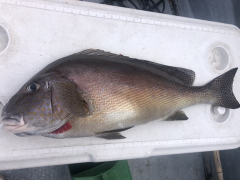 【活き締め】コロダイ4kg〜5kg 刺身用