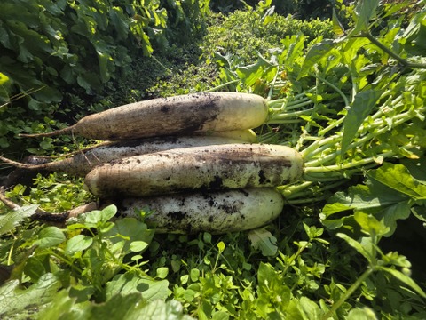 【少量内容量】自然栽培大根×白菜×ネギ(堆肥、農薬、肥料一切無し)