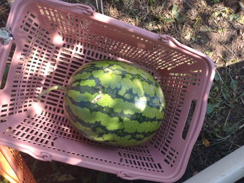 【単品🏣ゆうパック】スイカ🍉俵型☆大玉☆Ｌサイズ☆訳アリ☆農薬、除草剤、化学肥料不使用🏣ゆうパック100サイズ☆一点もの