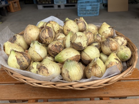 【Big Time Onion】お得用詰め合わせセット　5kg