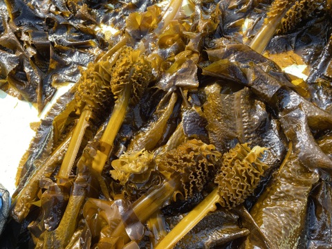 天然ワカメのめかぶ